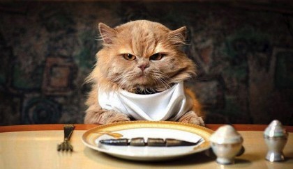 Гид любителя кошек — подходящий лучший корм